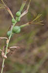 False aloe